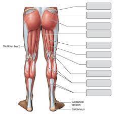 major skeletal muscles posterior view