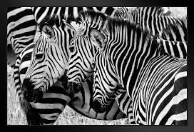 Three Zebras In The Wild Faces Aligned