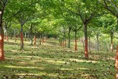 are-chestnut-trees-profitable