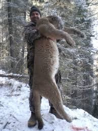 Slowly wave your arms and speak firmly. High Sucess Mountain Lion Hunts In British Columbia Toa