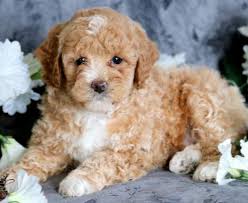 We did not find results for: Yorkiepoo Puppies For Sale Puppy Adoption Keystone Puppies