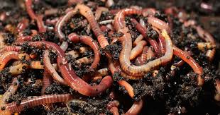 facts about worms how long they live