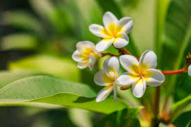 growing plumeria a complete care guide