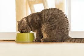 5 Cat Foods For Urinary Health