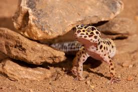 habitat for your leopard gecko