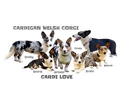 These pembroke welsh corgi puppies are friendly & energetic. Cardigan Welsh Corgi Puppies Home Facebook