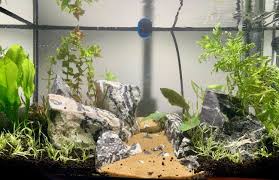 A good setup is easier to clean and more comfortable for your fish, plus aquatic plants will thrive. 10 Gallon Planted Tank Low Tech Setup Ideas Stocking Lights Substrate