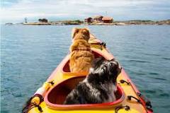 Auf welchen Schiffen sind Hunde erlaubt?