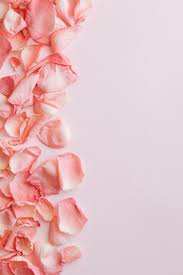 bunch of pink rose petals on pink