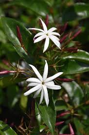 star jasmine jasminum multiflorum in