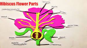 hibiscus flower parts science