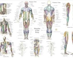Not only anatomy charts free, you could also find another pics such as printable anatomy charts, man anatomy chart, eye anatomy chart, free printable anatomy charts, blank anatomy chart, hip anatomy chart, nerve anatomy chart, ankle and foot anatomy chart, human spinal. Kzwqaqy3g17mm