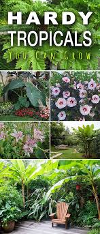 Cold Hardy Outdoor Tropical Plants For