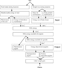 Schematic Flow Chart Of The Energy Metabolism Of Lactating