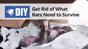 rats diy rat control