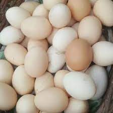 Distributor telur ayam negeri, bekasi. Jual Produk Telur Ayam Kampung Asli Termurah Dan Terlengkap Juli 2021 Bukalapak