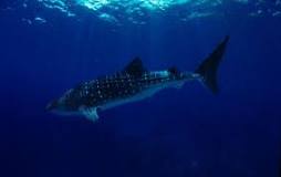 What does a whale shark eat?