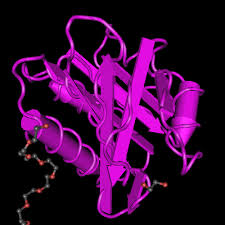Like several similar viruses, monkeypox. 4qwo 1 52 Angstrom Crystal Structure Of A42r Profilin Like Protein From Monkeypox Virus Zaire 96 I