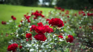 Red Roses On A Sunny Day Free Stock