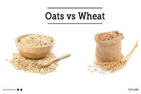 oats vs wheat which one makes a