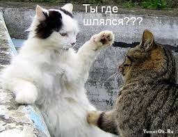 Надписи и кошки » YumorOk.Ru