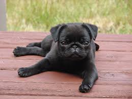 Pug Dog Breed Information Pictures More