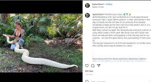 large boa constrictor found in florida
