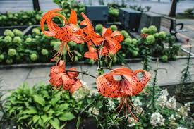 how to grow and care for tiger lilies
