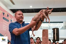scf 2018 photo gallery singapore cat