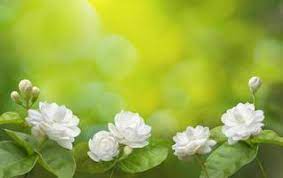 jasmine flower stock photos images and
