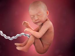 Fetal Development Week By Week Babycentre Uk