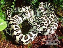 carpet python morphs