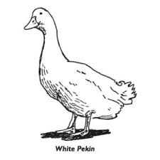 Duck Breeds For Eggs And Meat Community Chickens