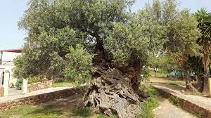 3 000 year old olive tree on the island
