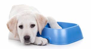 Best Puppy Food For Labs The Right Way To Feed Your