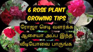 Rose Plant Care Planting Roses Plant Care