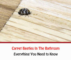 carpet beetles in the bathroom