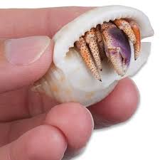 Then draw a curve between the two eyes, and draw two curves below them. Live Purple Pincher Hermit Crabs For Sale Nature Gift Store