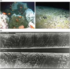 bottom photographs showing seafloor