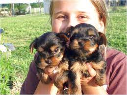 Our puppies are upto date on all shots and vaccines. Teacup Yorkie Puppies For Sale On Craigslist