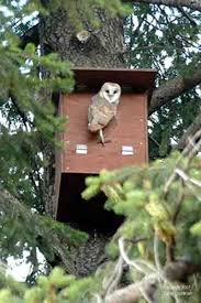 Barn Owl Nestbox