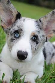 White pomeranian puppy male dob 10/12/2020 3 lbs has a chip and all vaccinations. Pin By Lwballard On Dogs Cardigan Corgi Puppies Blue Merle Corgi Corgi
