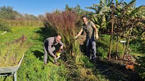 how to mulching with vetiver gr