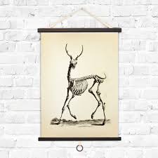 Vintage Science Animal Study Deer Curious Prints