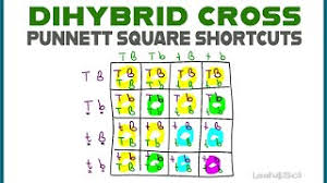 Dihybrid cross practice problems 1. Dihybrid Cross Punnett Squares Mcat Shortcut Mendelian Genetics Part 2 Youtube