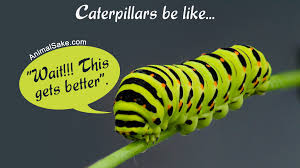 The bright green caterpillar with yellow and black slashes and a blue tail is called a cecropia moth. A Truly Helpful Caterpillar Identification Chart Animal Sake
