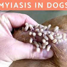 myiasis in dogs causes and treatment