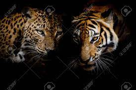 青い目トラとヒョウが黒の背景を分離します。の写真素材・画像素材 Image 43138522