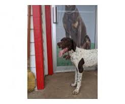 german shorthaired pointer tennessee