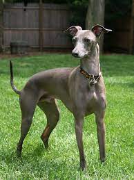 The italian greyhound has a unique body structure, and the length of the dog's neck in addition to how it's tapered makes fitting it for a collar a tough task. Italian Greyhound Wikipedia